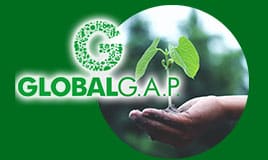 GLOBAL G.A.P